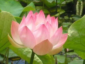 1663153-lotus-flower-0